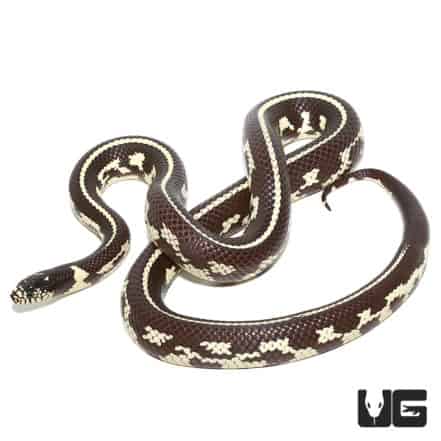 Yearling Chocolate California Kingsnake For Sale - Underground Reptiles