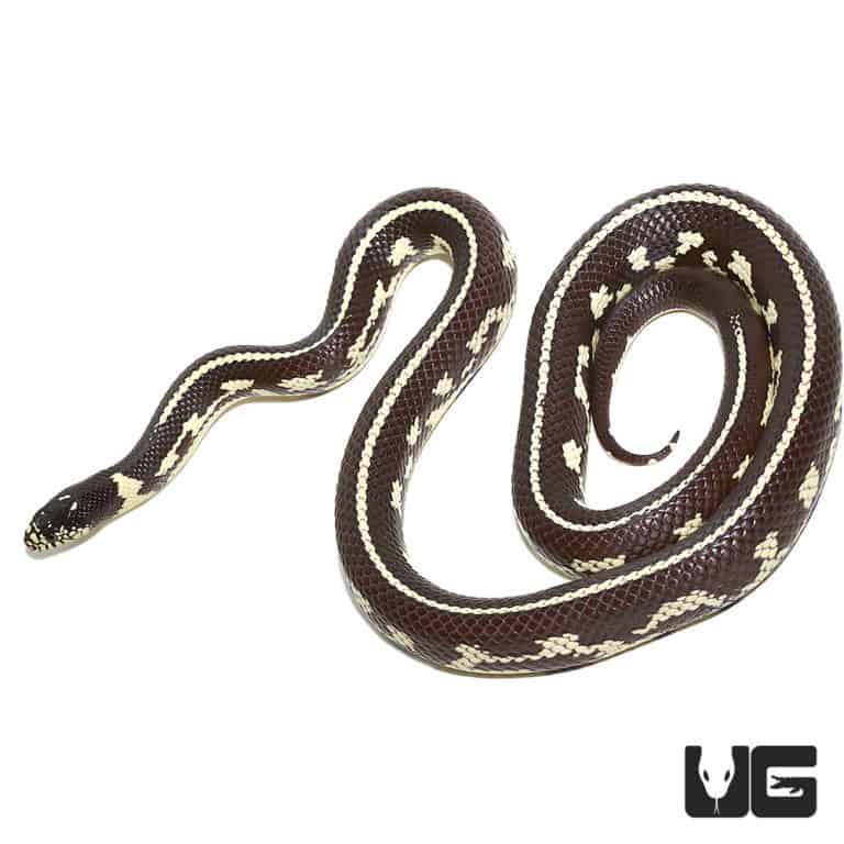 Yearling Chocolate California Kingsnake for sale - Underground Reptiles