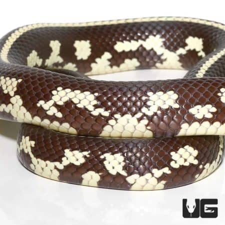 Adult Striped California Kingsnake in natural colors.