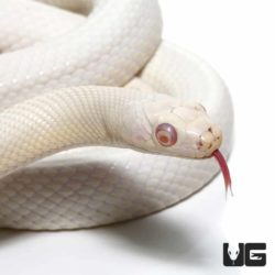 Albino Leucistic Texas Ratsnakes For Sale - Underground Reptiles
