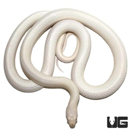 Albino Leucistic Texas Ratsnakes For Sale - Underground Reptiles