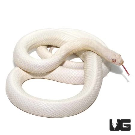Albino Leucistic Texas Ratsnakes For Sale - Underground Reptiles