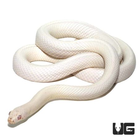Albino Leucistic Texas Ratsnakes For Sale - Underground Reptiles
