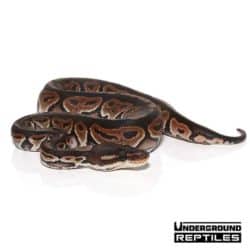 Baby Cinnamon Ball Python For Sale - Underground Reptiles