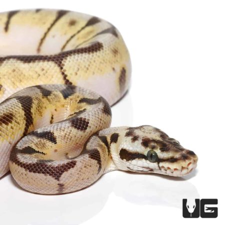 Baby Enchi Bumblebee Het Axanthic Ball Python For Sale - Underground Reptiles