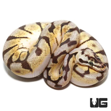 Baby Enchi Bumblebee Het Axanthic Ball Python For Sale - Underground Reptiles