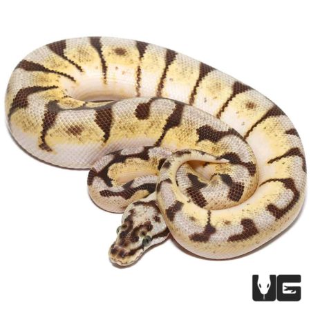 Baby Enchi Bumblebee Het Axanthic Ball Python For Sale - Underground Reptiles