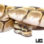 Baby Enchi Fire Spider Het Axanthic Ball Python For Sale - Underground Reptiles