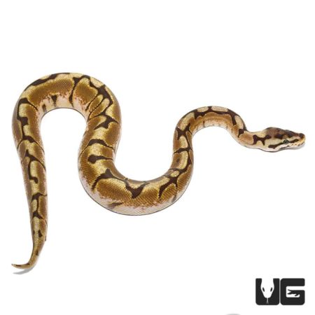 Baby Enchi Fire Spider Het Axanthic Ball Python For Sale - Underground Reptiles