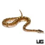 Baby Enchi Fire Spider Het Axanthic Ball Python For Sale - Underground Reptiles