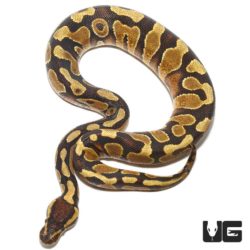 Baby Enchi Yellowbelly Fire Ball Python For Sale - Underground Reptiles