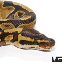 Baby Enchi Yellowbelly Fire Ball Python For Sale - Underground Reptiles