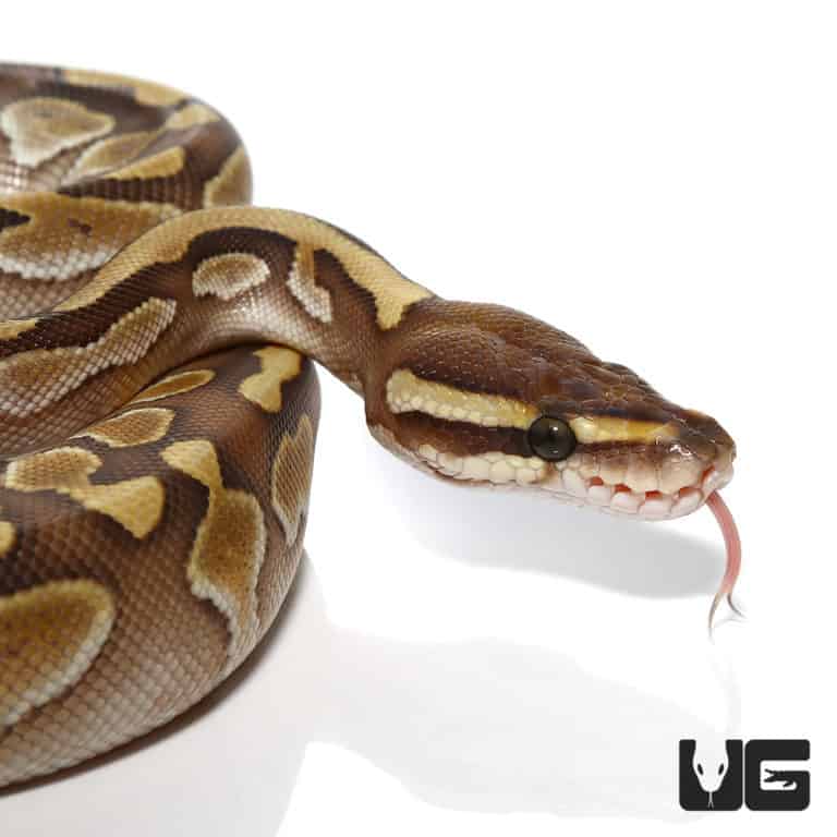 Baby Ball Pythons For Sale - Underground Reptiles