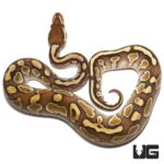 Baby Enchi Lesser Yellowbelly Ball Python For Sale - Underground Reptiles