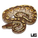 Baby Enchi Lesser Yellowbelly Ball Python For Sale - Underground Reptiles