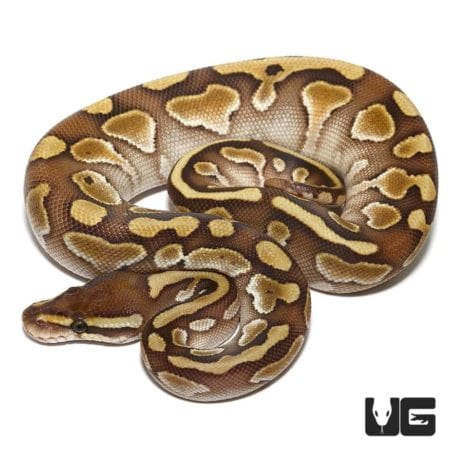 Baby Enchi Lesser Yellowbelly Ball Python For Sale - Underground Reptiles