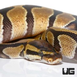 Baby Enchi Yellowbelly Ball Python For Sale - Underground Reptiles