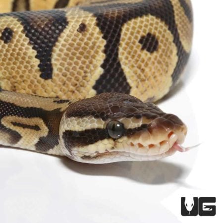 Baby Fire Het VPI Axanthic Ball Python For Sale - Underground Reptiles