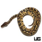 Baby Fire Het VPI Axanthic Ball Python For Sale - Underground Reptiles