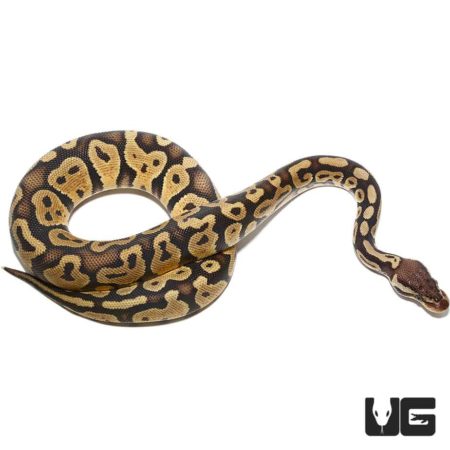 Baby Fire Het VPI Axanthic Ball Python For Sale - Underground Reptiles