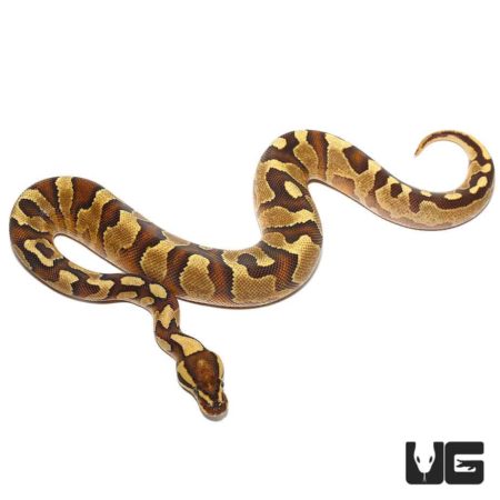 Baby Fire Yellowbelly Enchi Poss Het Pied Ball Python For Sale - Underground Reptiles