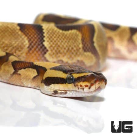 Baby Fire Yellowbelly Enchi Poss Het Pied Ball Python For Sale - Underground Reptiles