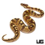 Baby Fire Yellowbelly Enchi Poss Het Pied Ball Python For Sale - Underground Reptiles