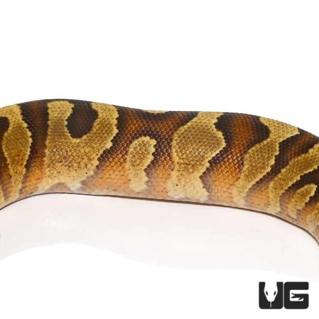 Baby Fire Yellowbelly Enchi Poss Het Pied Ball Python For Sale - Underground Reptiles