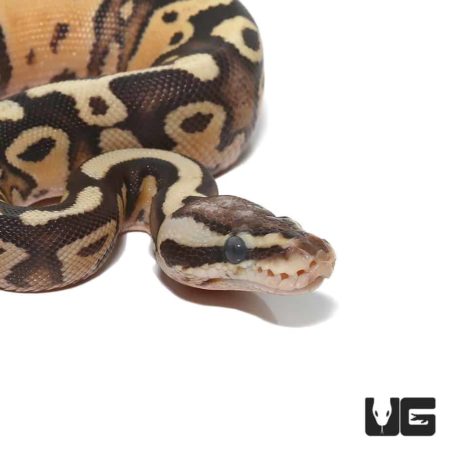 Baby Firefly Ball Python For Sale - Underground Reptiles