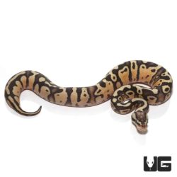 Baby Firefly Ball Python For Sale - Underground Reptiles