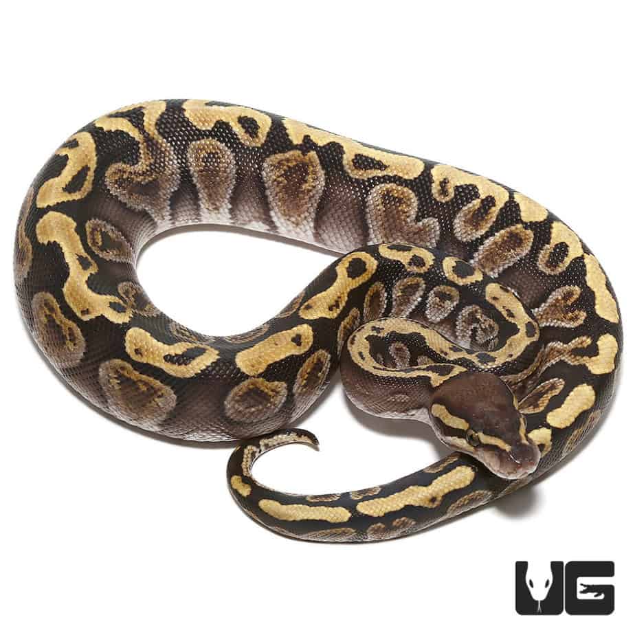Baby Ball Pythons For Sale - Underground Reptiles