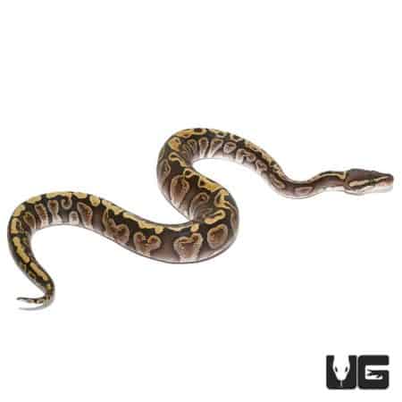 Baby GHI Russo Het Orange Ghost Ball Python For Sale - Underground Reptiles
