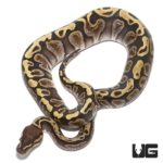 Baby GHI Russo Het Orange Ghost Ball Python For Sale - Underground Reptiles