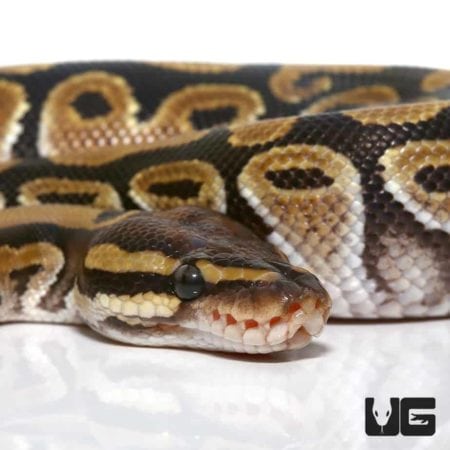 Baby Ball Pythons For Sale - Underground Reptiles