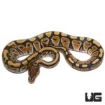 Baby Mocha Ball Python For Sale - Underground Reptiles