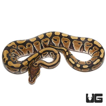 Baby Mocha Ball Python For Sale - Underground Reptiles