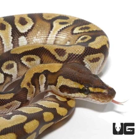 Baby Mojave Enchi Het Clown Ball Python For Sale - Underground Reptiles
