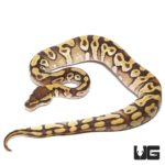 Baby Mojave Enchi Het Clown Ball Python For Sale - Underground Reptiles