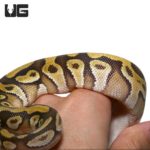 Baby Mojave Enchi Het Clown Ball Python For Sale - Underground Reptiles