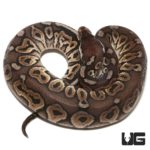 Baby Mojave Pewter Yellowbelly Ball Python For Sale - Underground Reptiles