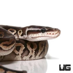 Baby Mojave Pewter Yellowbelly Ball Python For Sale - Underground Reptiles