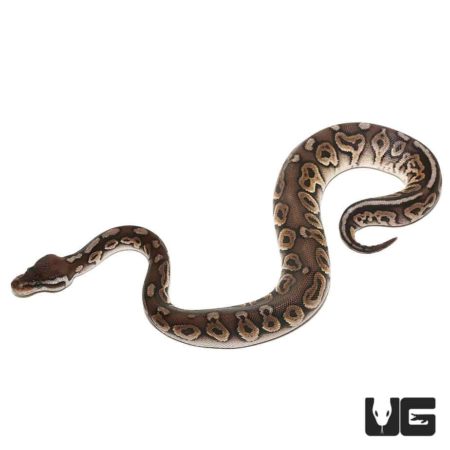 Baby Mojave Pewter Yellowbelly Ball Python For Sale - Underground Reptiles