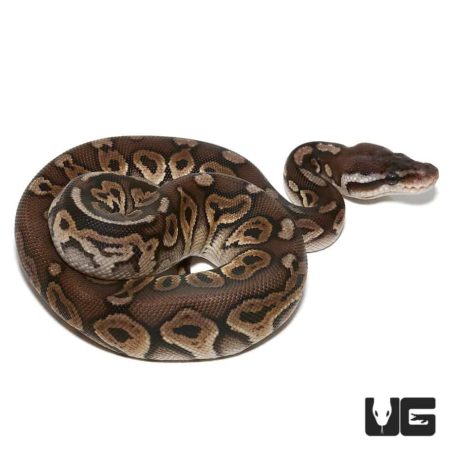 Baby Mojave Pewter Yellowbelly Ball Python For Sale - Underground Reptiles