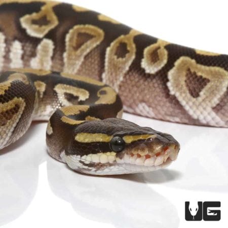 Baby Mojave Yellowbelly Ball Python For Sale - Underground Reptiles