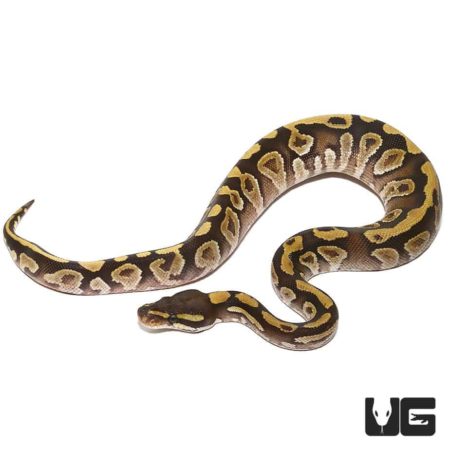 Baby Mojave Yellowbelly Ball Python For Sale - Underground Reptiles