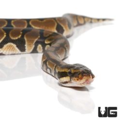 Baby Orange Dream Leopard Het Pied Ball Python For Sale - Underground Reptiles