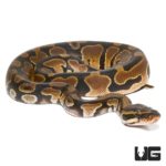 Baby Orange Dream Leopard Het Pied Ball Python For Sale - Underground Reptiles