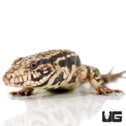 Baby Paraguayan Red Tegu For Sale - Underground Reptiles