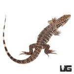 Baby Paraguayan Red Tegu For Sale - Underground Reptiles