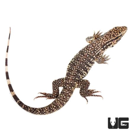 Baby Paraguayan Red Tegu For Sale - Underground Reptiles